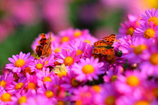 思念变成海网名，思念变成海喜欢汇成河微信昵称（是我一生的想念）