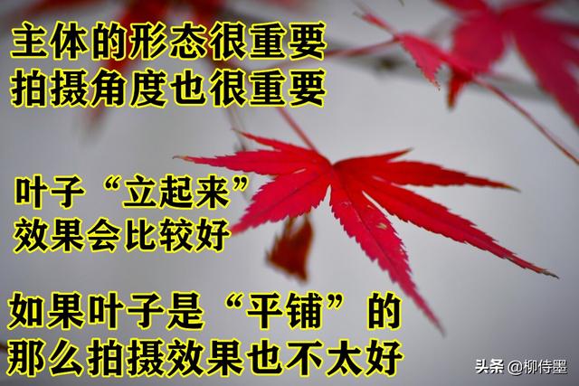 怎么拍照片好看，手机怎么拍照片好看（照片不能“瞎拍”）