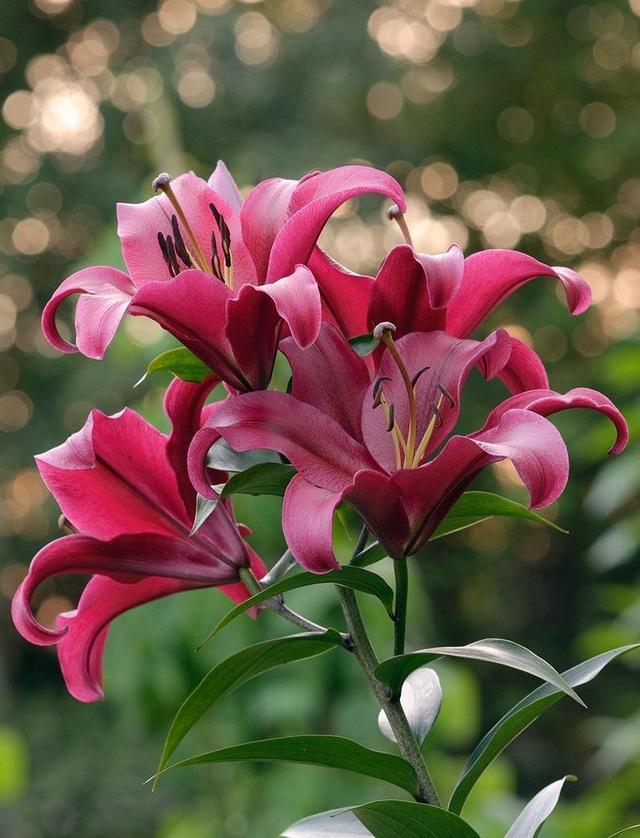 如意花怎么养，如意皇后的养殖方法和注意事项（颜值高寓意好开爆盆）