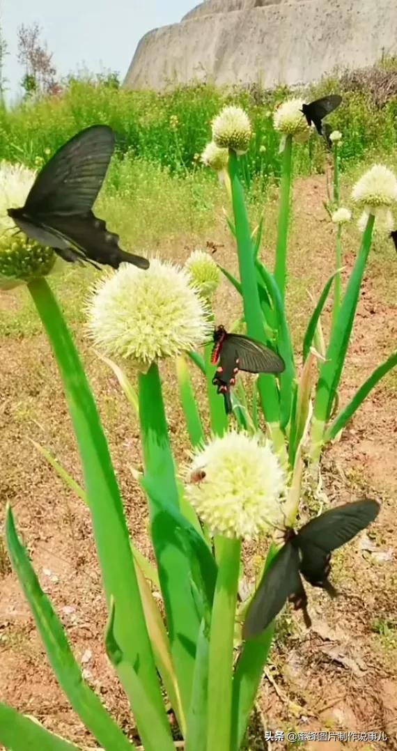 美图，可做壁纸，可以做壁纸的图片 唯美（愿你的生活像花一样灿烂）