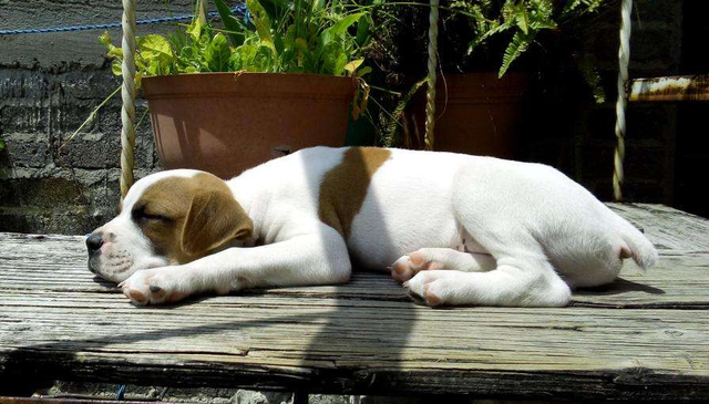 狗来富是要把狗养起来吗，狗来富是什么狗（一条狗若是有这些“特点”）