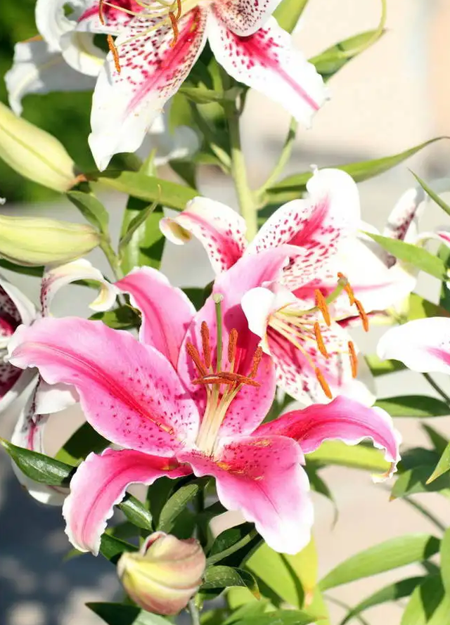 世界上最漂亮的花，世界上十大最漂亮的花（10种“吉祥花”）