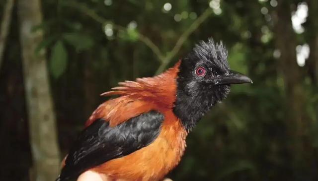 关关雎鸠是成语吗，“关关雎鸠”（为何说吃它的肉会有很大的危害）