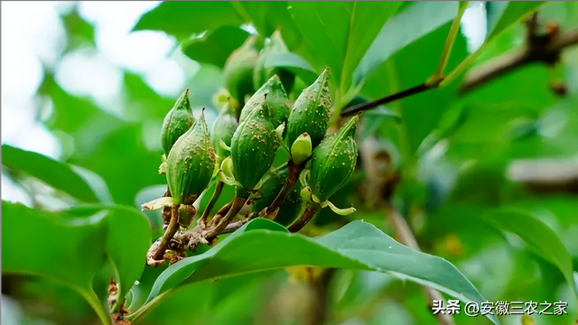 荒山种植什么赚钱，山地种植什么可以赚钱（它曾经是中药材种植的天花板）