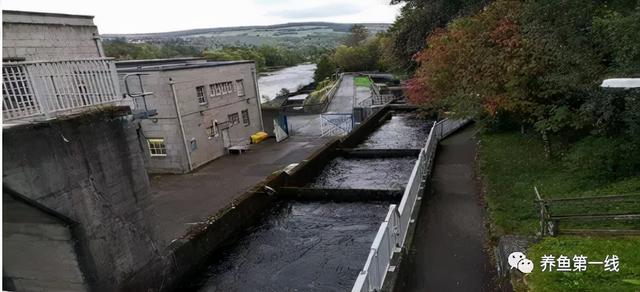 为什么兴建水坝时要留鱼道，河道能够修坝蓄水吗（低水头水利枢纽过鱼通道构建技术）