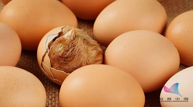 活珠子是什么东西，活珠子是什么东西图片（火爆网络的“活珠子”究竟是啥）