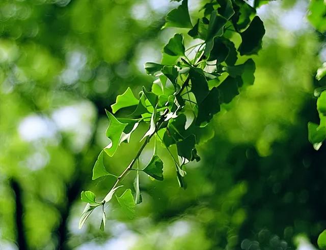 「诗词鉴赏」寄语光阴莫浪过，古诗词里的光阴，不再虚度年华