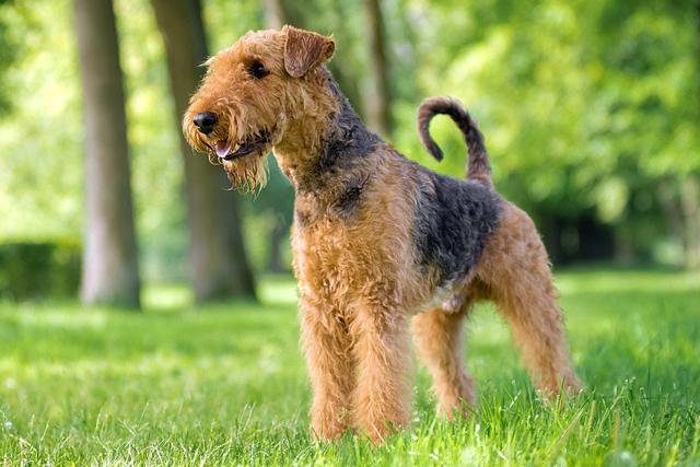 十大适合家养的大型犬，十大适合家养的大型犬短毛（几种可爱\
