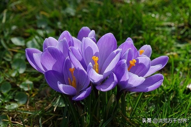 代表高贵优雅纯洁的花，优雅高贵的花是什么花（300种花的寓意和花语）