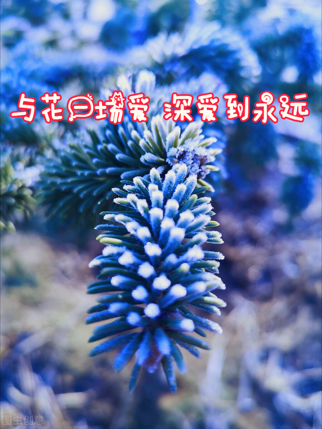 什么是石竹梅花，一花一欢喜
