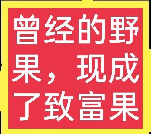 仙人掌果的功效与作用，仙人掌果的功效与作用有哪些（现在成了农民的致富果）