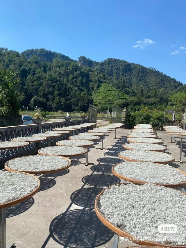 莓莓元素的功效，正宗张家界小界莓莓茶的功效和作用