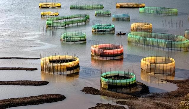 须鲸，大连海滩又出现搁浅须鲸（须鲸捕食的视频大全）