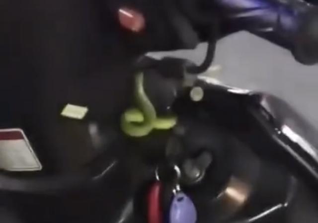 竹叶青的毒性多强，比五步蛇还强20倍