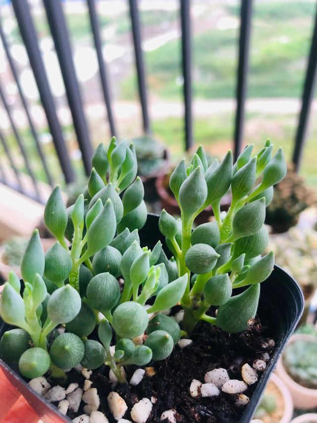 观赏蟹可以深水养吗，可以深水养的淡水观赏蟹（要肥嘟嘟才好看的多肉）