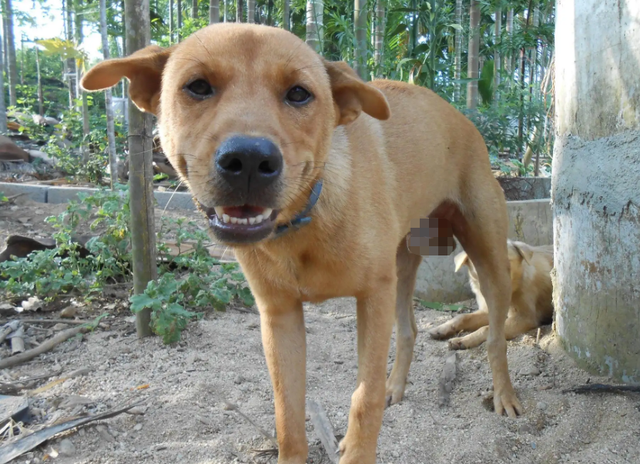 哪种狗狗比较好养，哪种狗狗好养（国内7大最好养的狗）