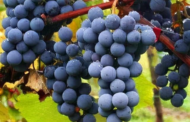 葡萄品种大全，十大葡萄品种（八个最贵的葡萄品种介绍）