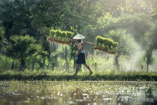 阿维高氯是什么农药，阿维高氯是有机磷农药吗（阿维菌素有何作用特点）