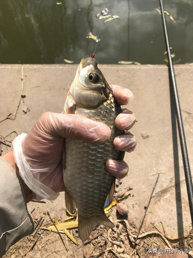 早上几点钓鱼最佳时间，上午几点钓鱼最好（占钓位只是一方面，别不信）