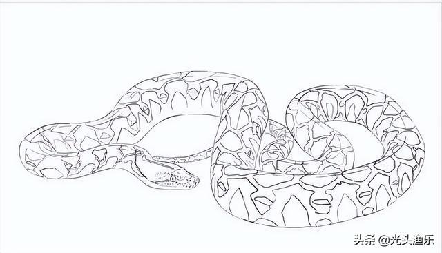 蚺和蟒的区别，2020蟒蛇把一家5口人吃了（老话讲：大蛇为蟒，巨蟒为蚺）