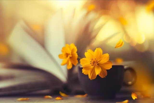 心态的句子，正能量阳光心态的句子（令人瞬间心情大好的句子）