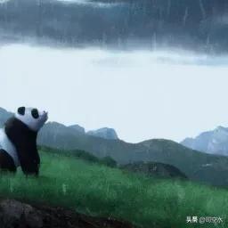 大熊猫的寿命，对于熊猫，你真的了解它吗