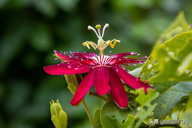 十种最美丽的玫瑰花，朵花，你知道几个