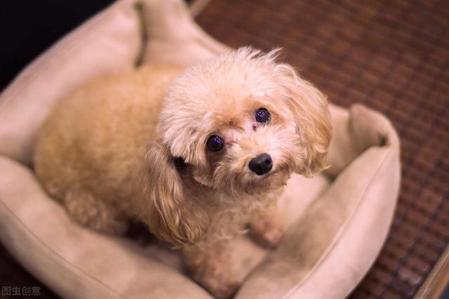 狗狗眼屎多有哪些原因，狗狗眼屎多有哪些原因引起的（还有这五个原因）