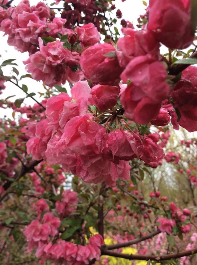 1,垂丝海棠:这个品种的海棠有着极为明显的特点,便是它的花梗又细又长