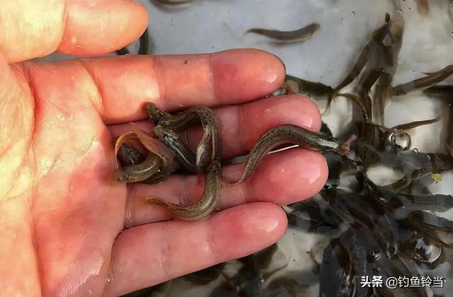 捉鱼经验谈：捉泥鳅的几种方法和技巧，捉鱼经验谈（泥鳅钓鱼为什么人人喊打）