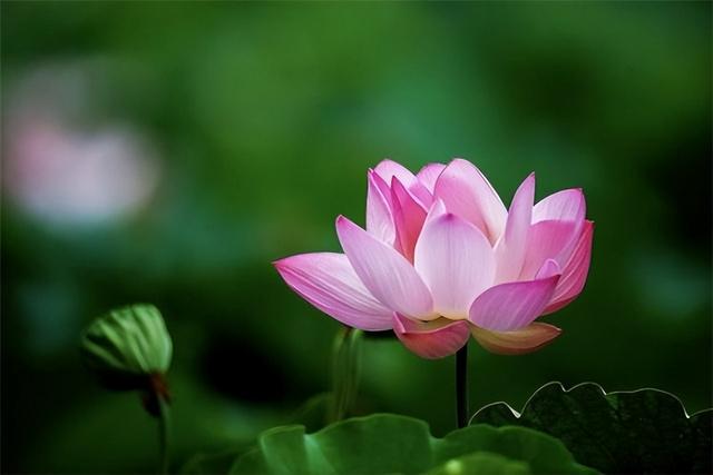 温暖人生的哲理句子，温暖人生的哲理句子简短（触动人心的哲理语录）