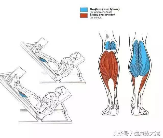 健身器械动作的指导方法，健身器械动作教学（健身房器械动作指南助力做一个“器械健身高手”）