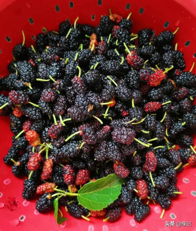 久红瓜怎么挑甜的，久红瓜口感怎么样（河南人的夏天不缺瓜）