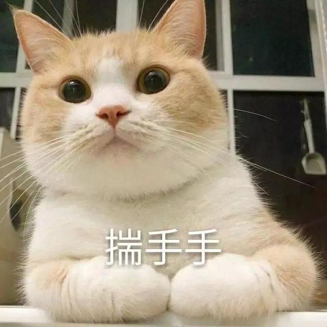 猫为什么揣手，猫为什么揣手走路（养猫多年的你，未必知道）