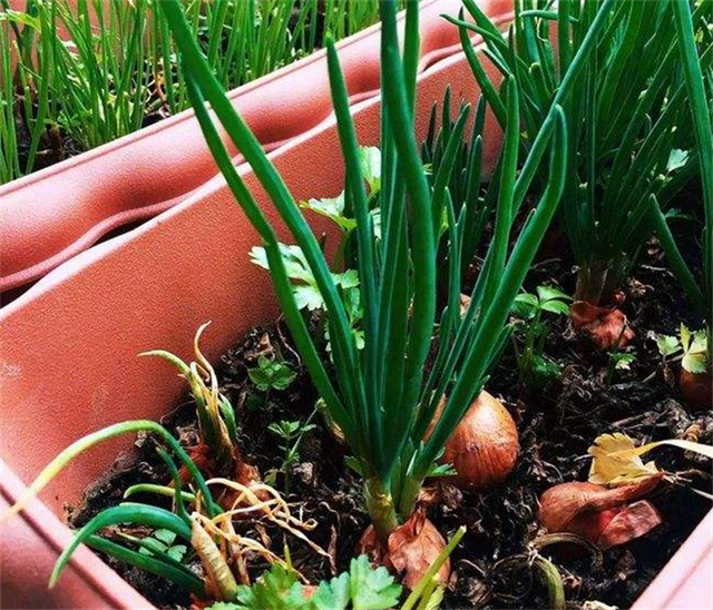 洋葱的食用部分属于什么，洋葱的主要食用部分是（洋葱的组成部分有哪些）