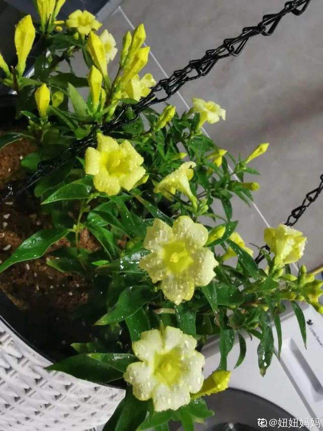 法国香水花，堪称开花界“航空母舰”（法国香水花有毒吗）