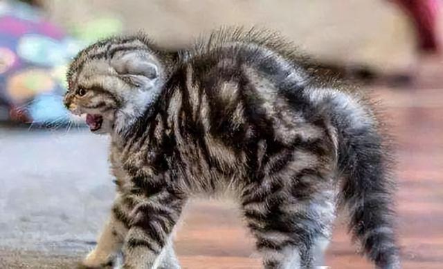 猫对人有感情吗，猫对人有感情吗图片（这些后果很揪心）