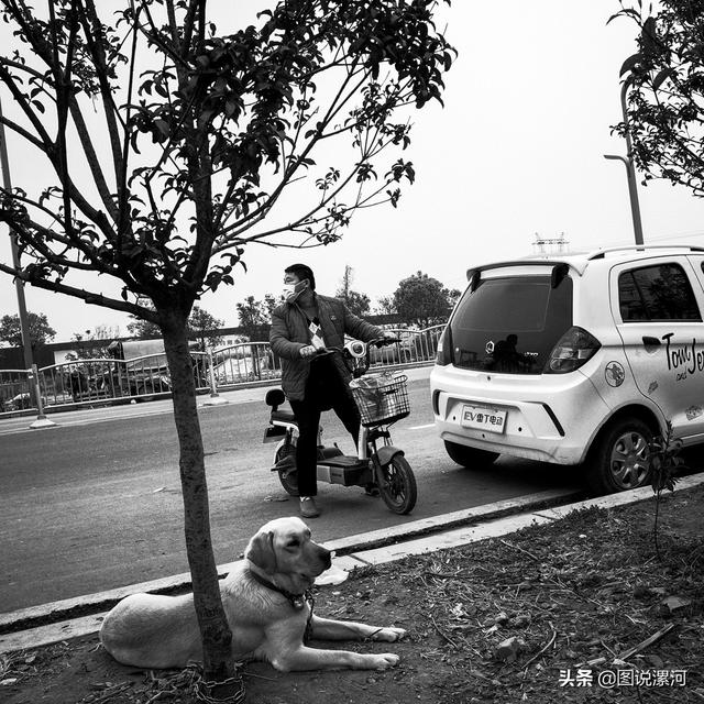宠物市场在哪里，成都的宠物狗市场在那里呀（漯河宠物市场印象）