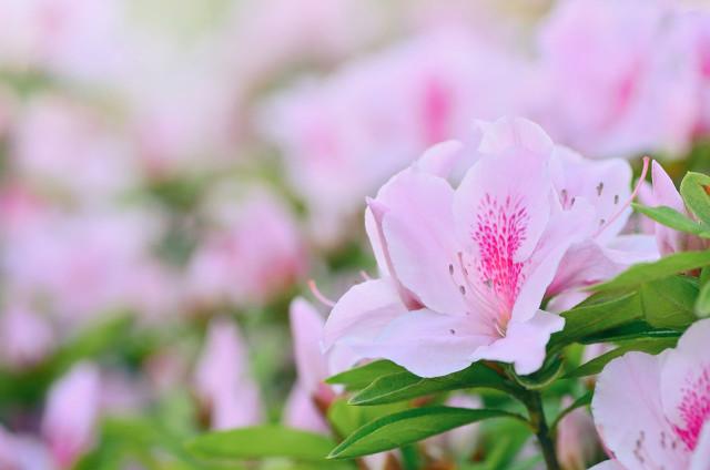 红色杜鹃花的寓意和象征，杜鹃花的寓意和象征（曾经“红极一时”的杜鹃花）