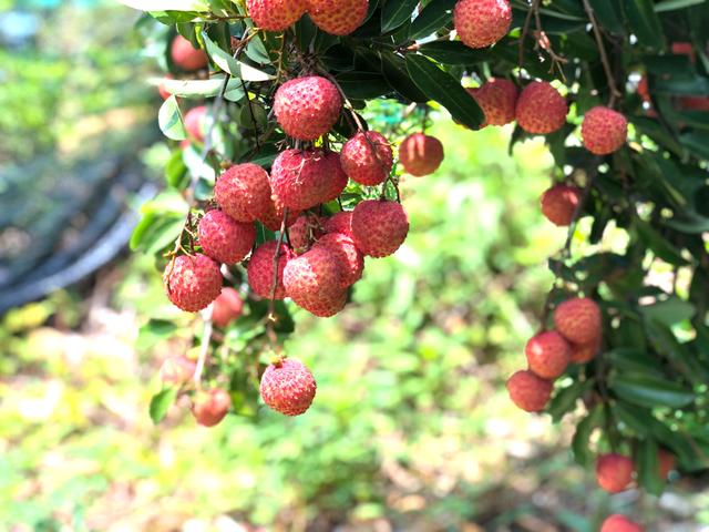 广西水果特产有哪些，桂林水果特产有哪些（一年四季都有不同的水果）