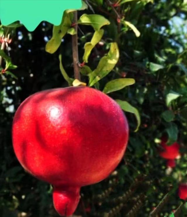 描写红色的诗句，十首红色诗词有哪些（五月吟红诗十首）