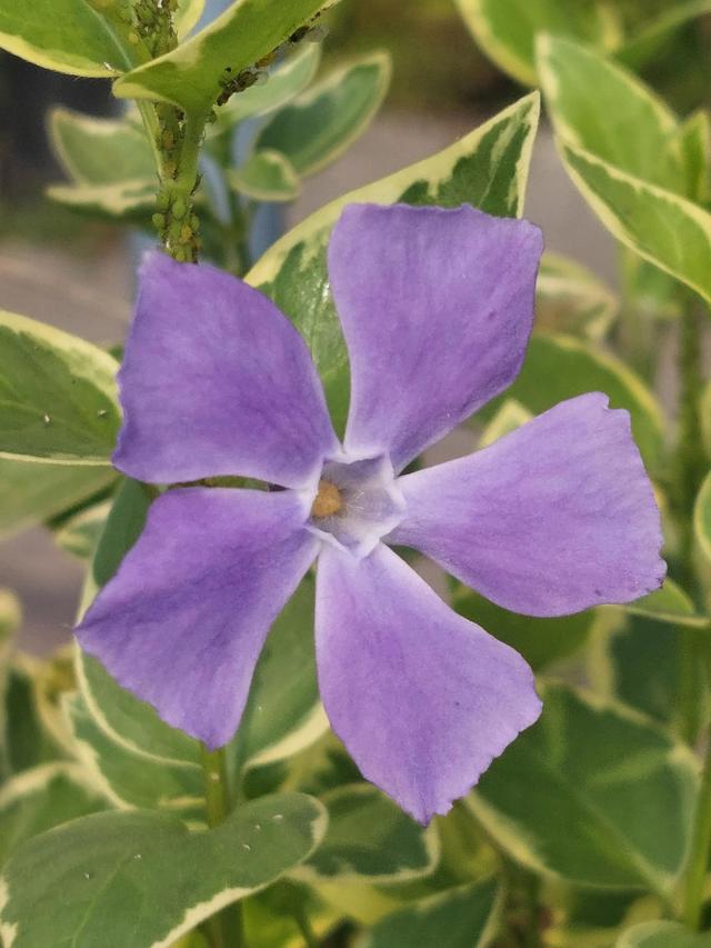 笑颜如花笑靥如花什么意思，笑靥如花什么意思（门当户对的爱情）