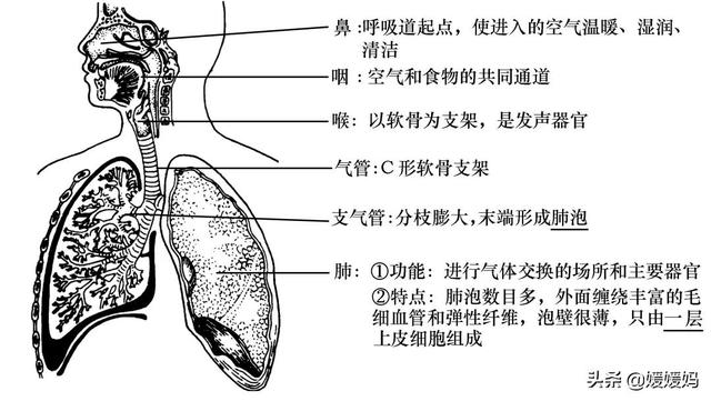 草履虫的结构，草履虫的结构层次模式图（应考技巧丨初中生物识图题常用结构示意图）