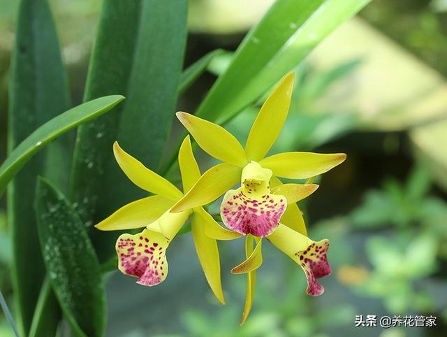 兰花寓意代表什么意思，十种常见的兰花花语