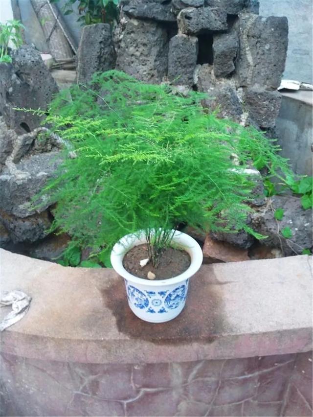 文竹的养殖方法和注意事项，文竹的养殖方法和注意事项有哪些（要让文竹“翠绿旺盛”）