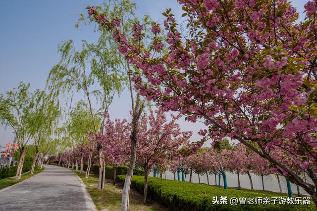 附近看花的地方，深圳最适合去赏花的地方（2023西安及周边赏樱花的地点大全）