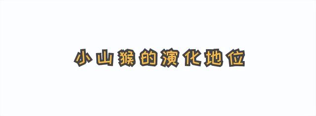 为什么袋鼠只分布在少数地区，袋鼠主要生活在什么地区（“长得像”澳洲的袋鼠）