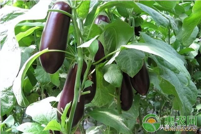 茄子干怎么做好吃，干茄子怎样做好吃又简单（现在市场上茄子多少钱一斤）