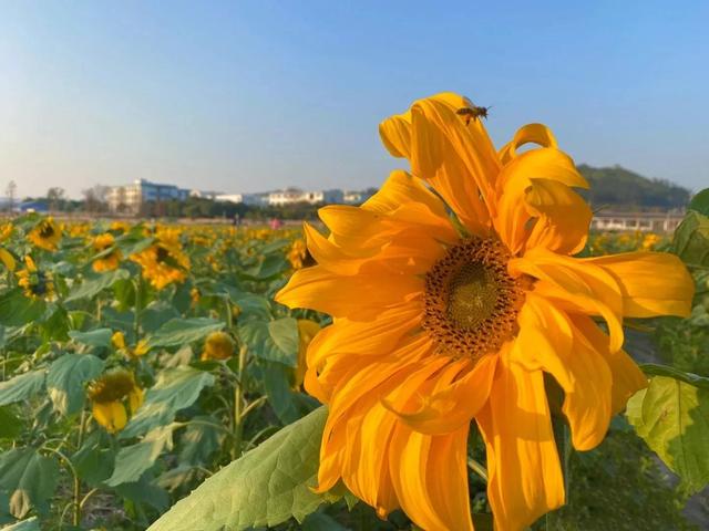 动漫海边（向日葵）少女，微信头像，动漫海边（向日葵）少女（听说每个喜欢向日葵的女孩）