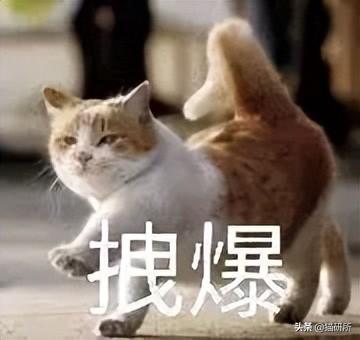 男猫咪高贵洋气的名字(有创意的公猫咪名字大全)